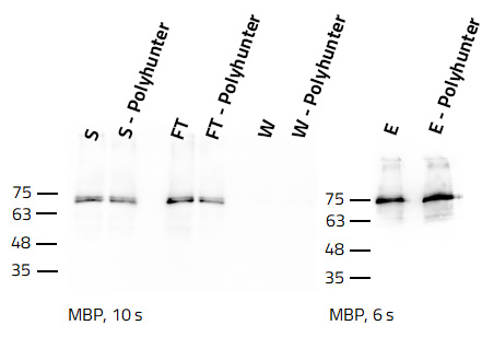 Protein yield increase after PolyHunter treatment of the sample